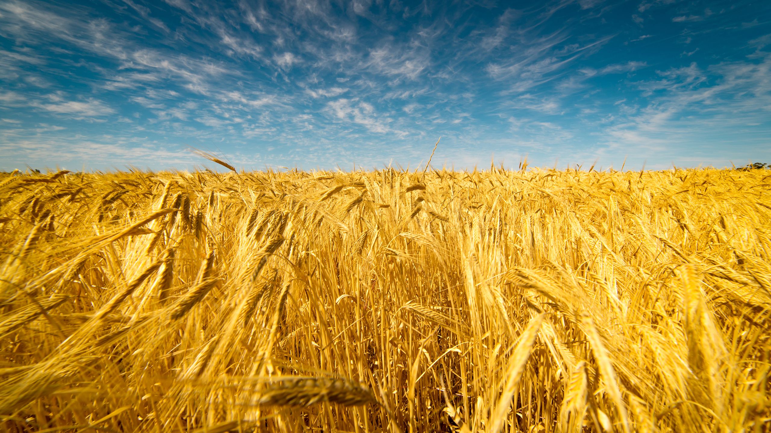 Field of gold-coloured wheat under blue, cloudy skies