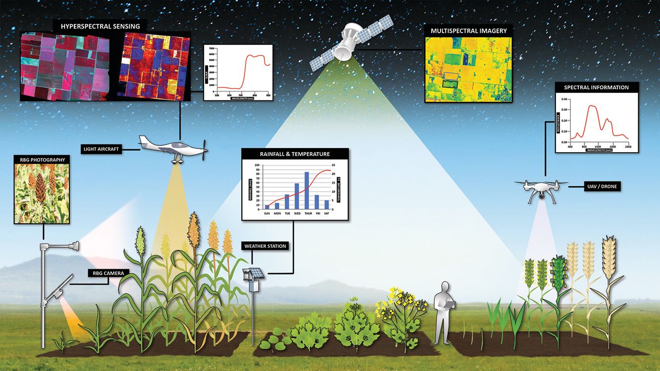 21st century crop data collection. Image Andries Potgieter, UQ.