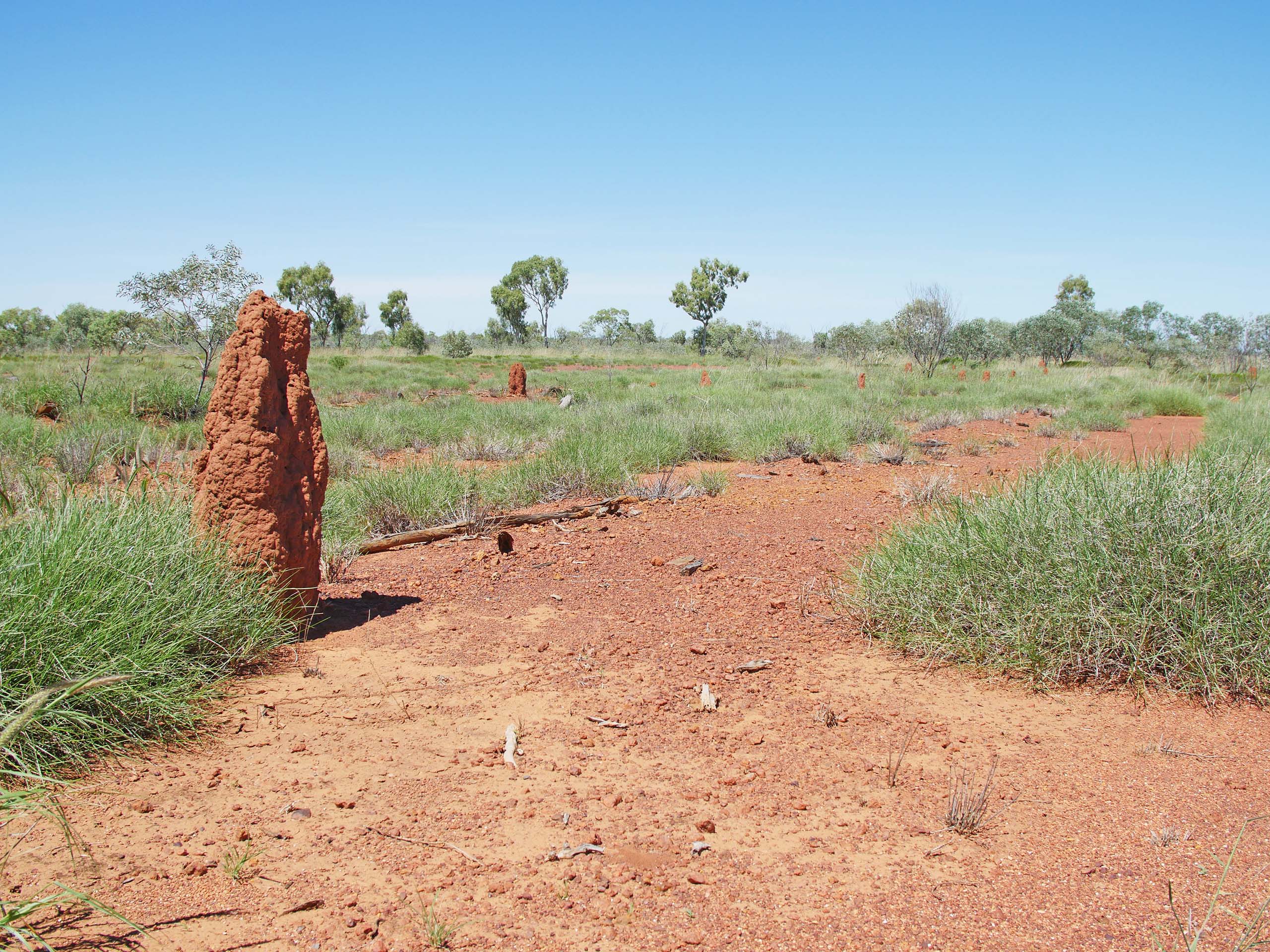 A photo of a termite mound in the desert