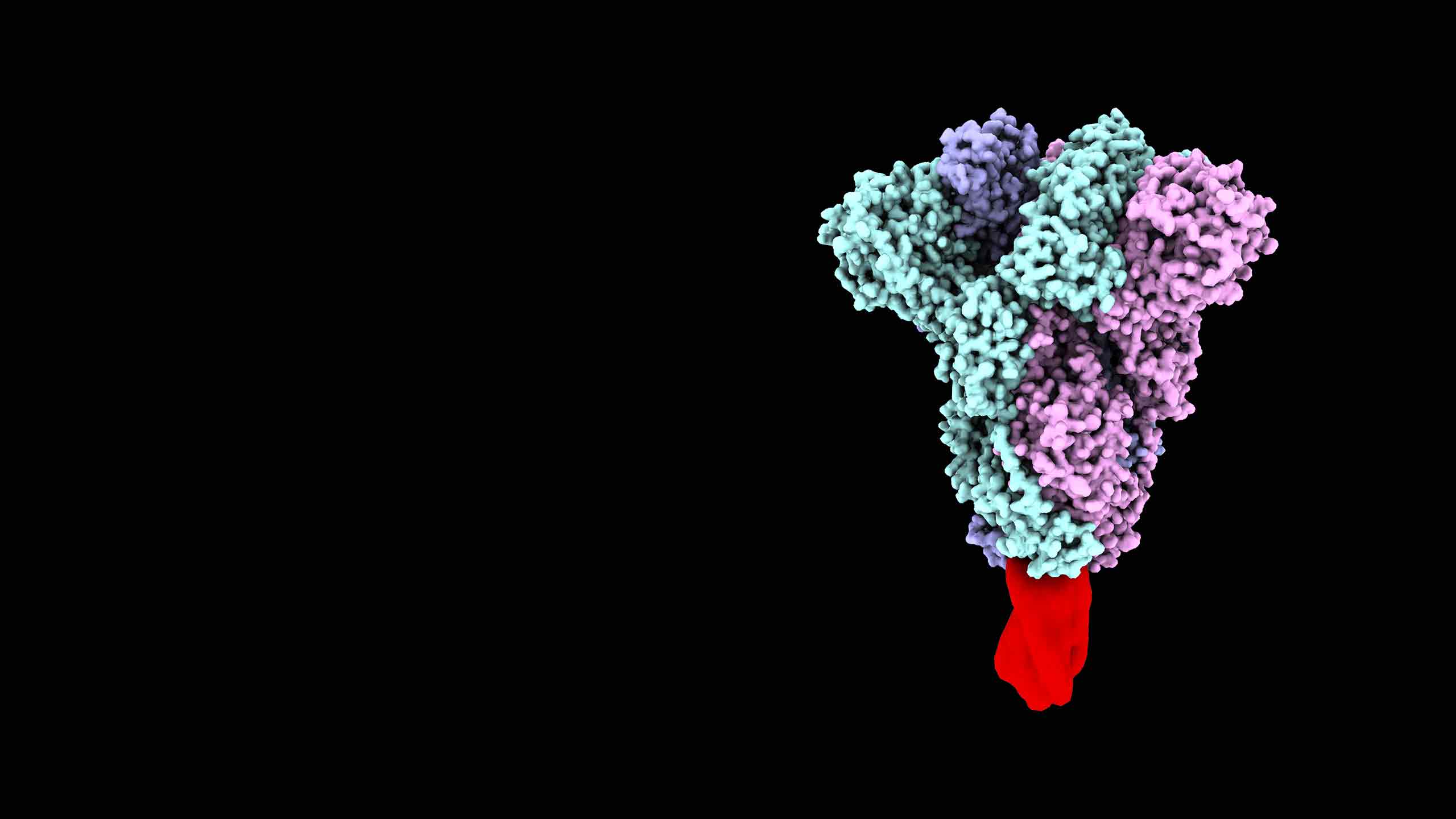 COVID-19 virus with molecule vaccine clamp attached