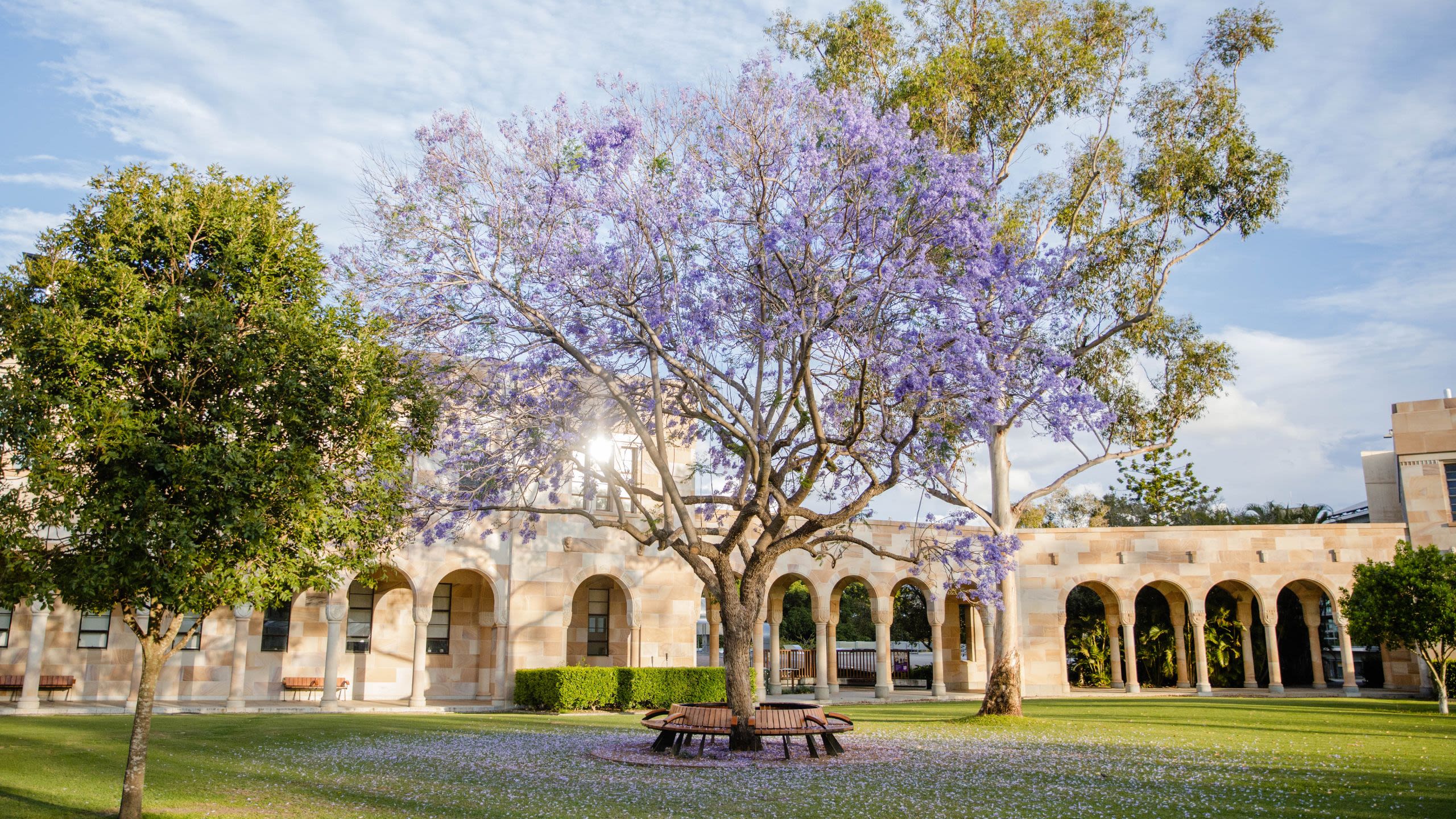 Image of UQ St Lucia campus with Jacarandas in bloom