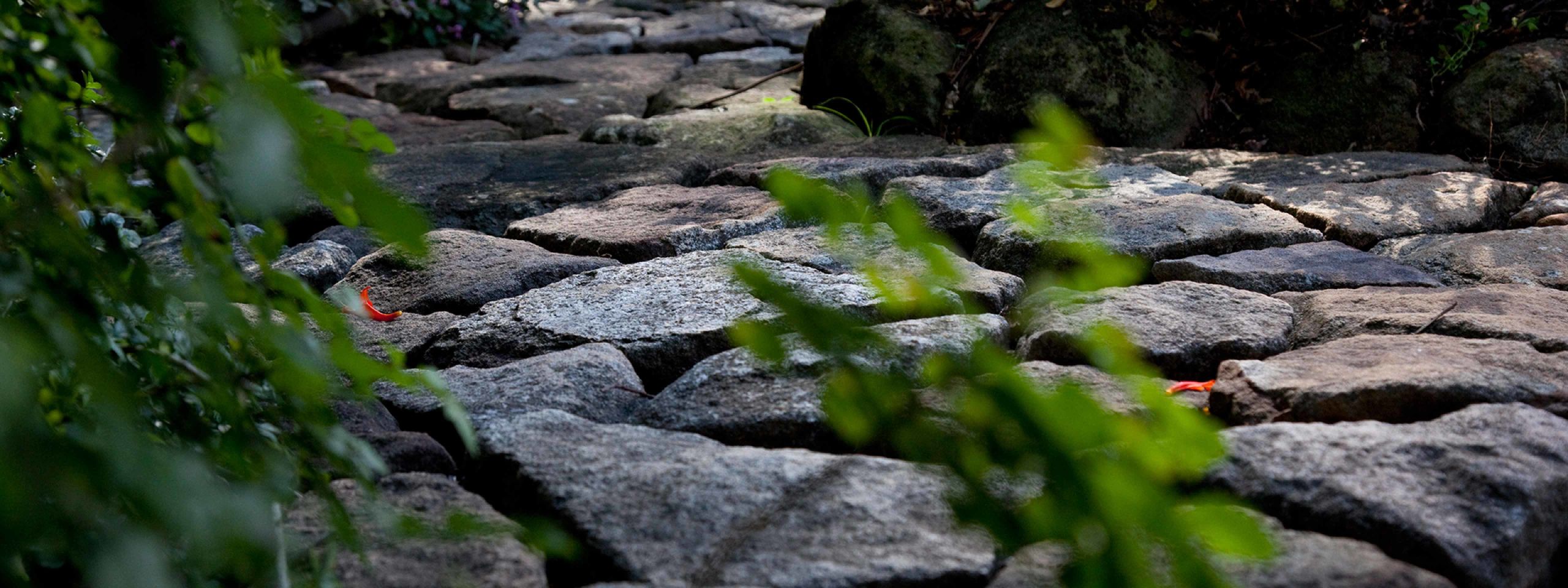 A path of stones leads through a garden.