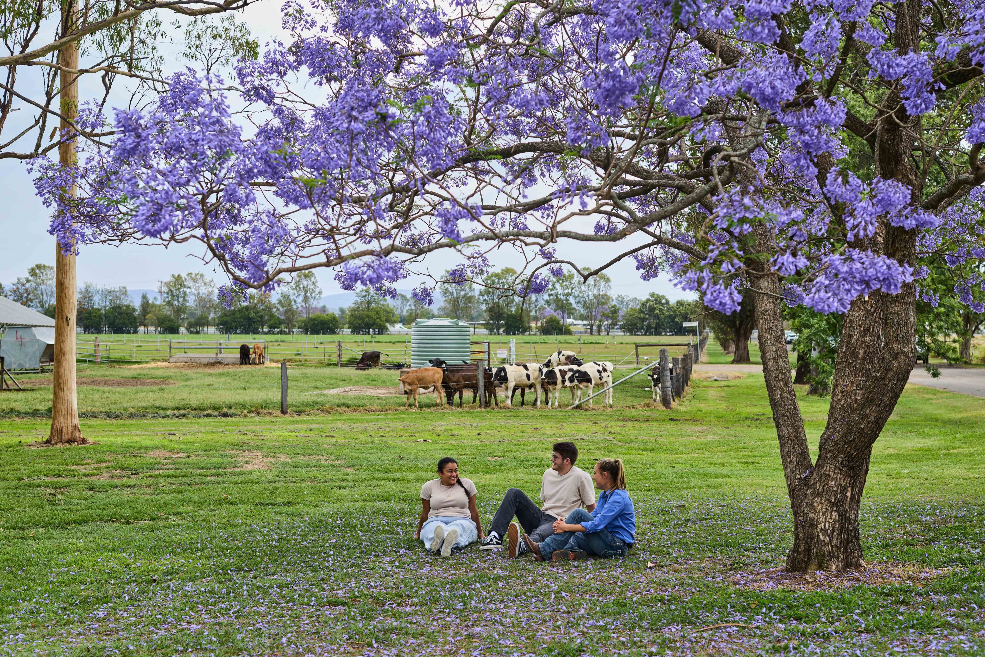 Three students sit underneath a jacaranda tree at UQ's Gatton campus with a herd of cows in the background.