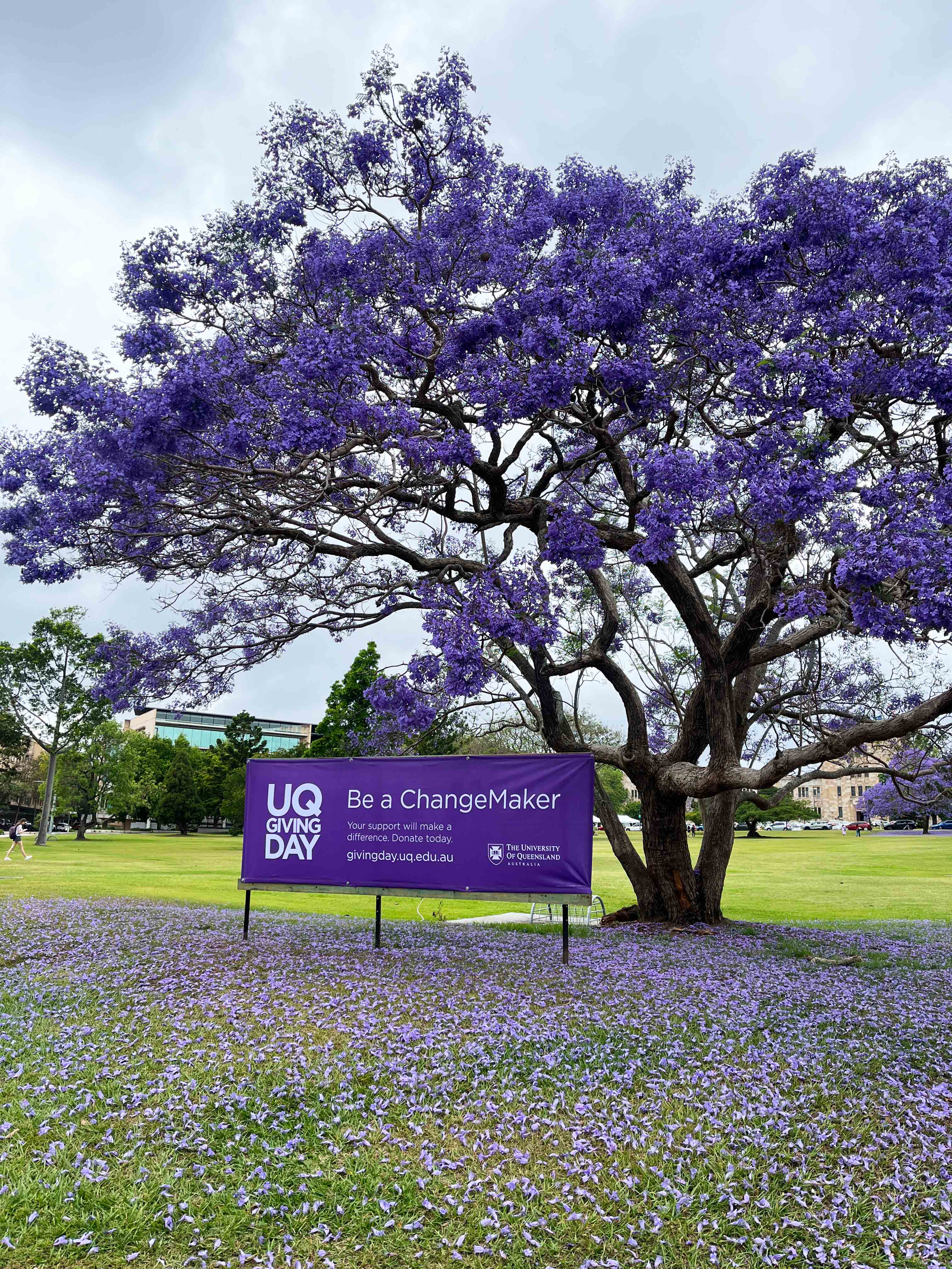 A UQ Giving Day sign reads, "Be a ChangeMaker." It is pictured in front of a jacaranda tree in bloom.