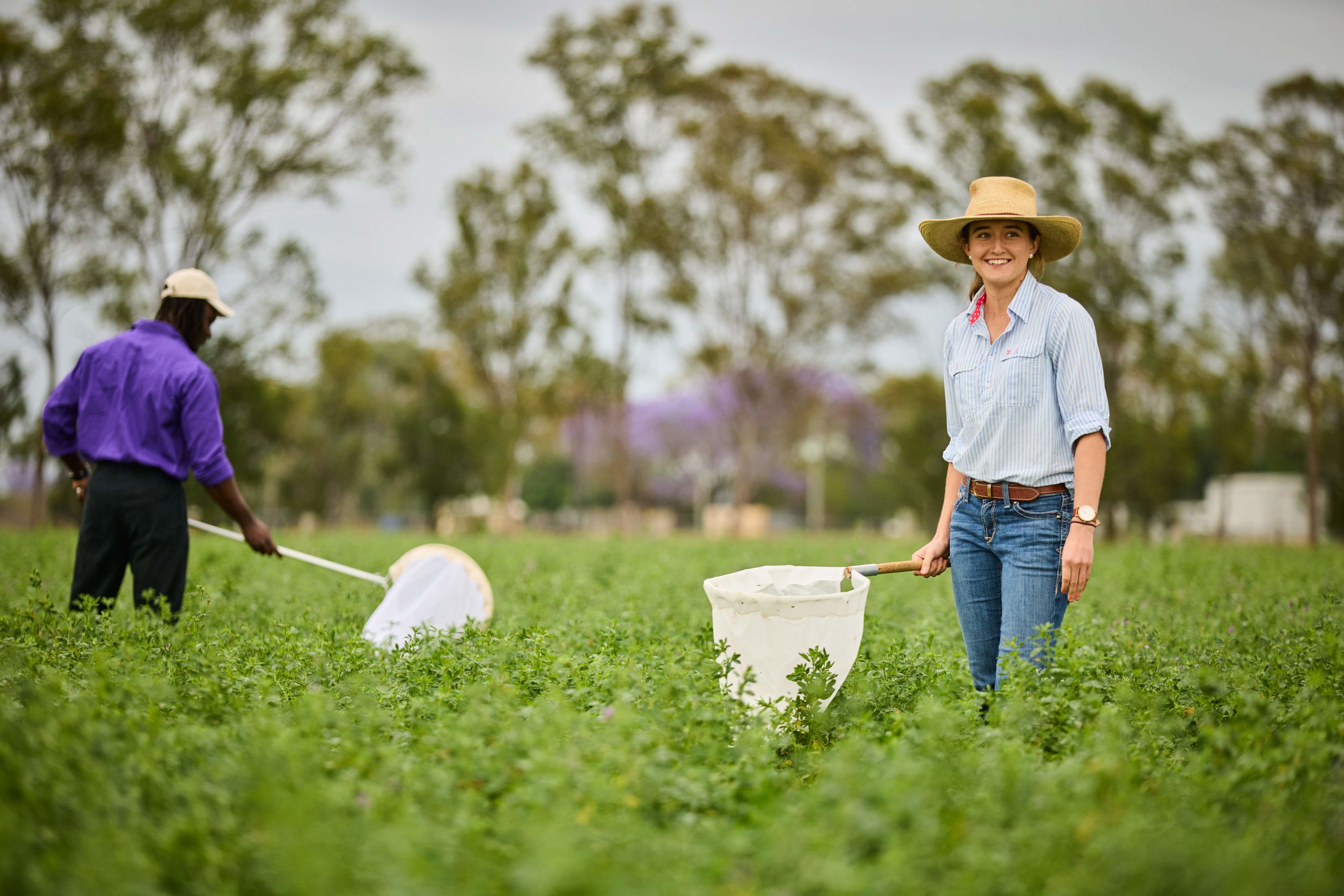 Two students conduct research in a lush, green field at UQ's Gatton campus. They are carrying large nets.