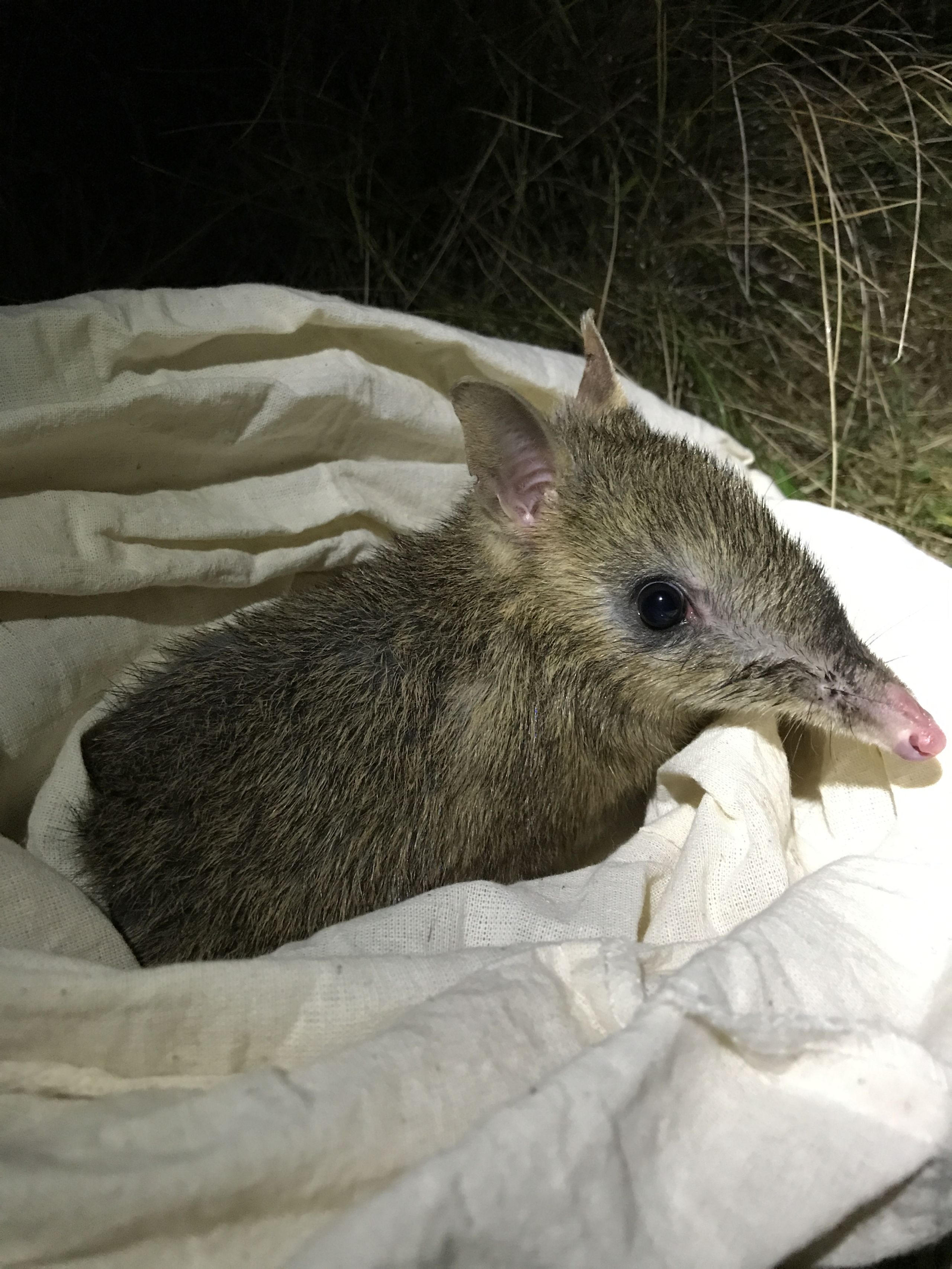 Eastern Barred Bandicoot