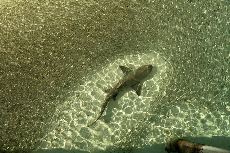 This is an image of a lemon shark feeding on a school of fish near the Heron Island Research Station.