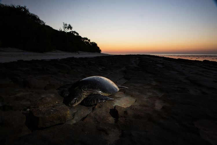 This is an image of a sea turtle at Heron Island.