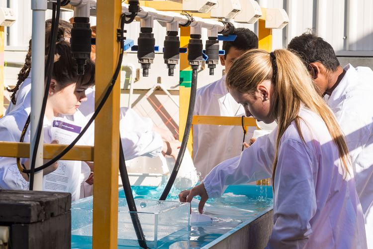 This is an image of students working as part of the Live Learning Program at UQ's Heron Island Research Station.