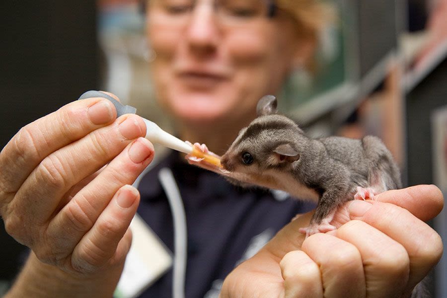 Trish Lee Hong, from UQ's School of Animal Studies, with a baby sugar-glider during Open Day at UQ's Gatton campus in 2008.