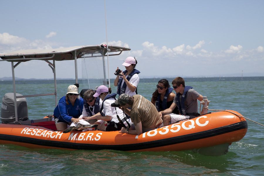 An image of people in a boat releasing a turtle into Moreton Bay in November 2011.