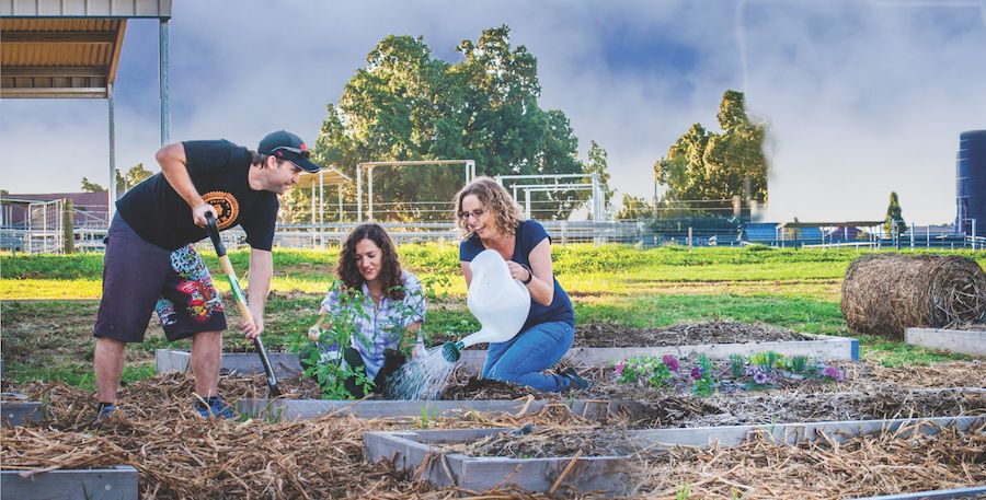An image of three students digging and watering in a community garden at UQ Gatton in April 2015..