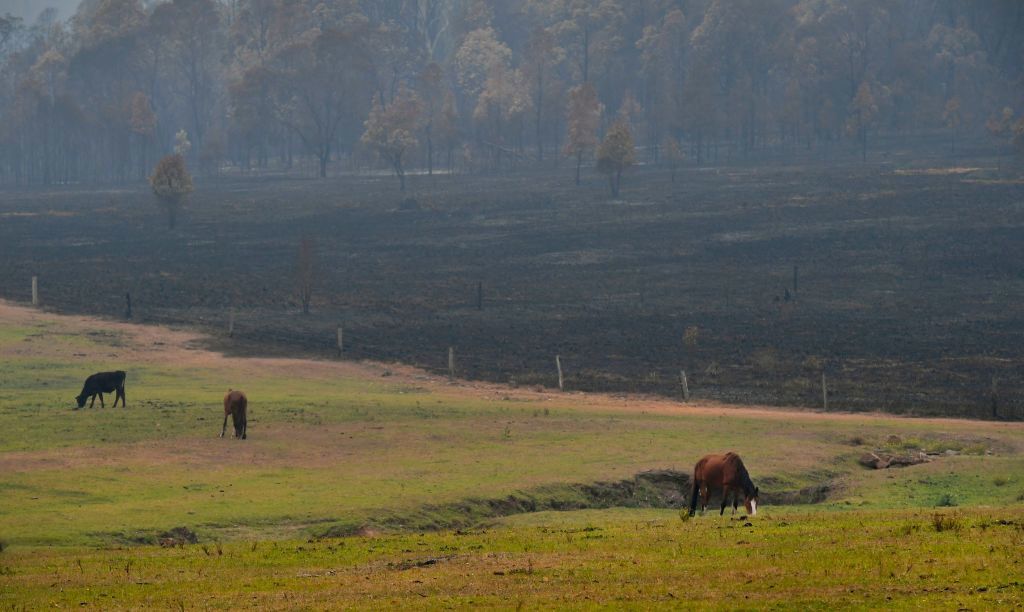 An image of horses grazing after bushfires burnt farmland near the small town of Glenreagh, north of Sydney, in 2019.