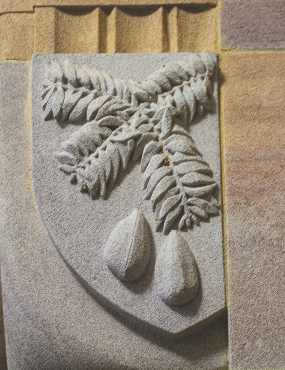 Bunya pine carving