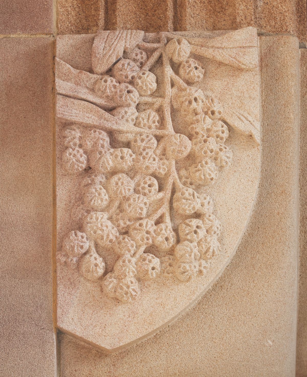 Golden wattle carving