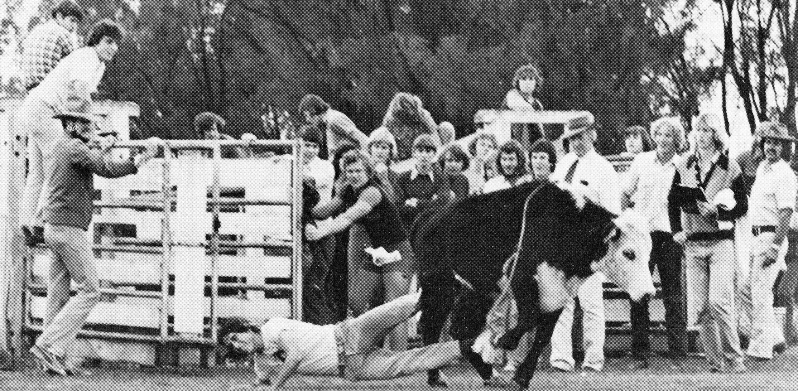 QAC students with bull in 1976.
