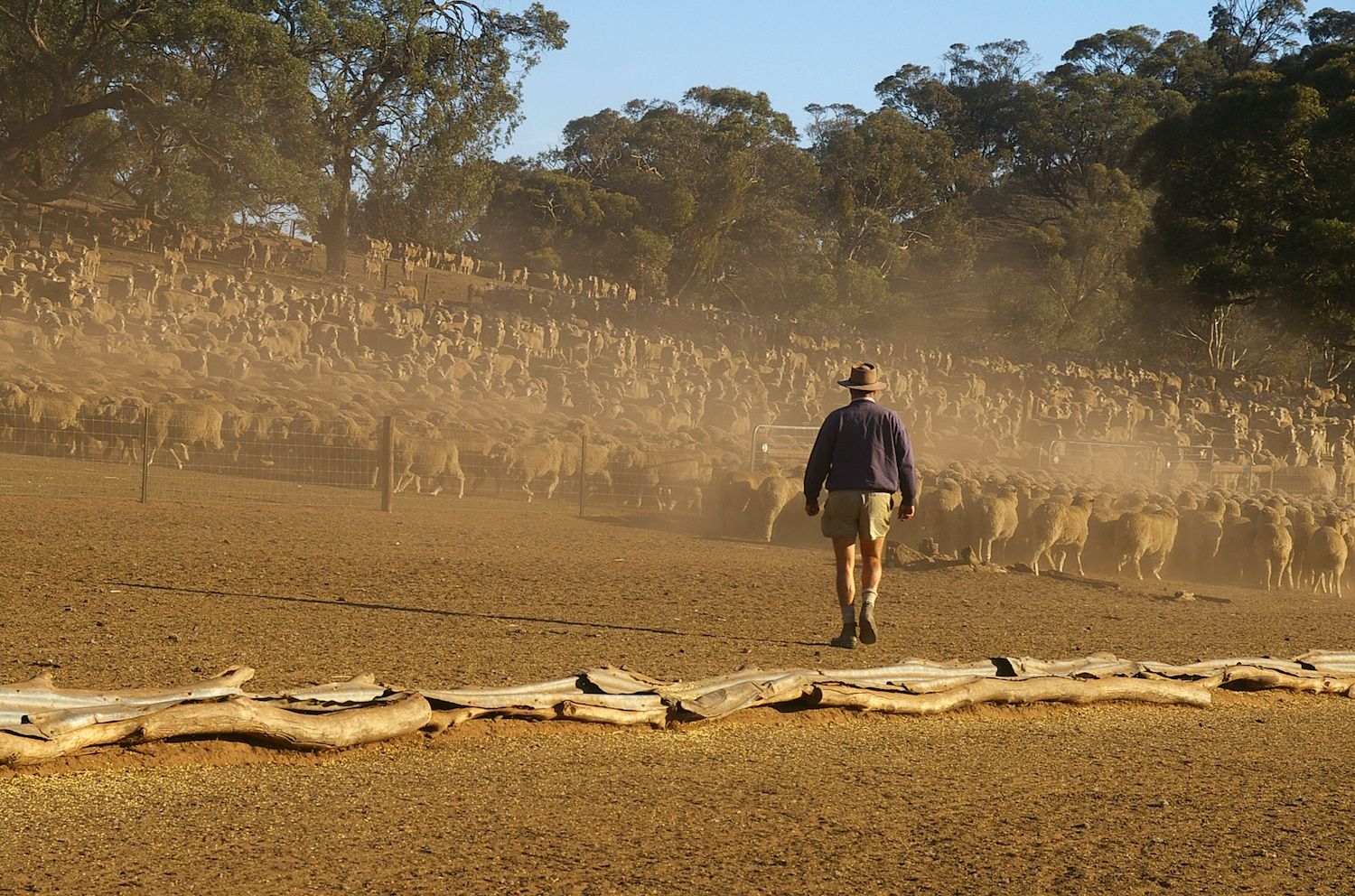 A farmer herds sheep across a drought-stricken paddock. Image: Ace55 / Adobe Stock.
