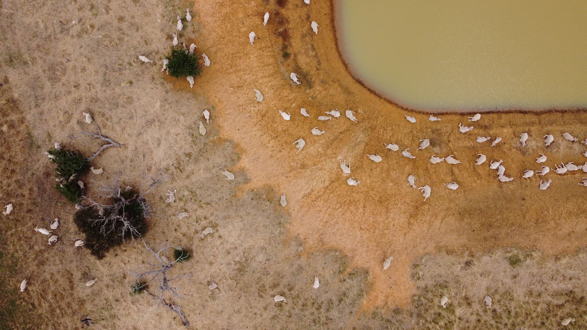 A large flock of sheep rest in the sun and drink from a low dam watering hole on a farm in rural Victoria.