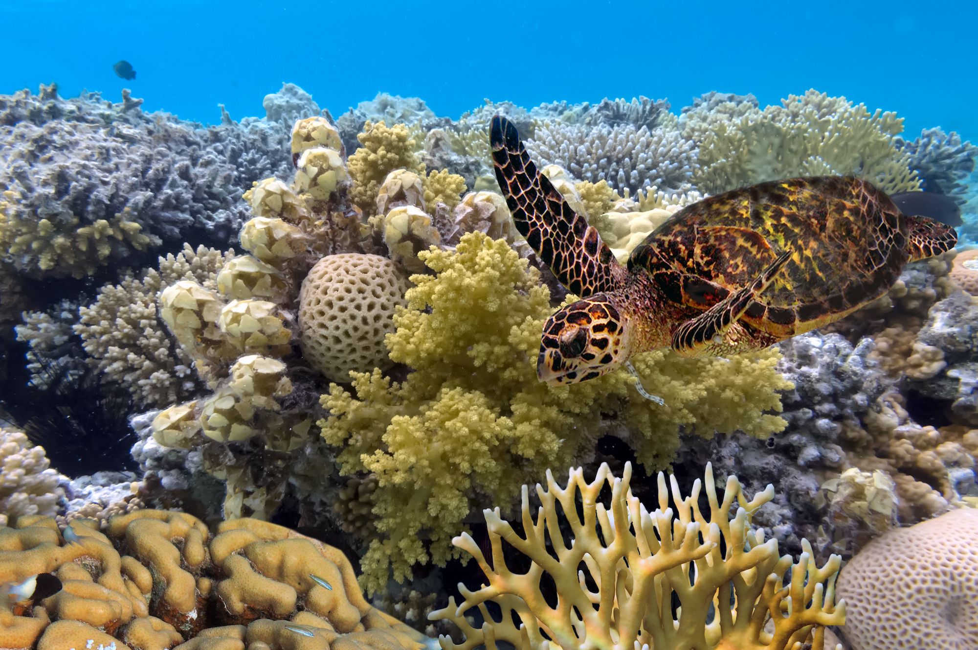 Green turtle swimming in the Great Barrier Reef. Image: vlad61_61 / Adobe Stock.