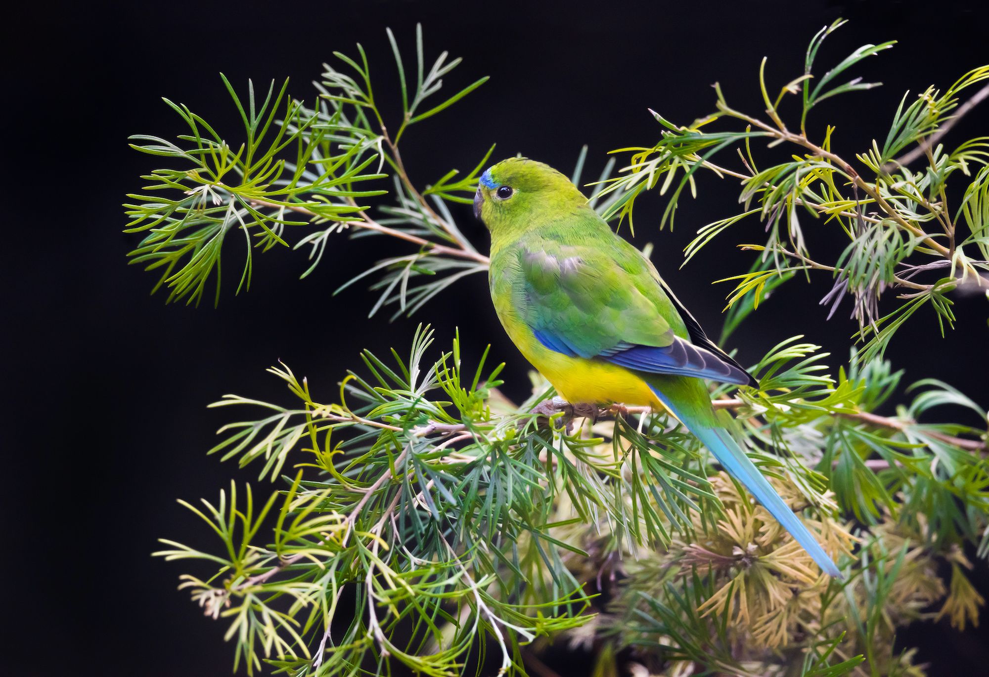 A critically endangered orange-bellied parrot at the Adelaide Zoo in South Australia, where they run a captive breeding program. Image: Beth Baisch / Adobe Stock.