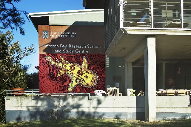 Mural of baby wobbygong.