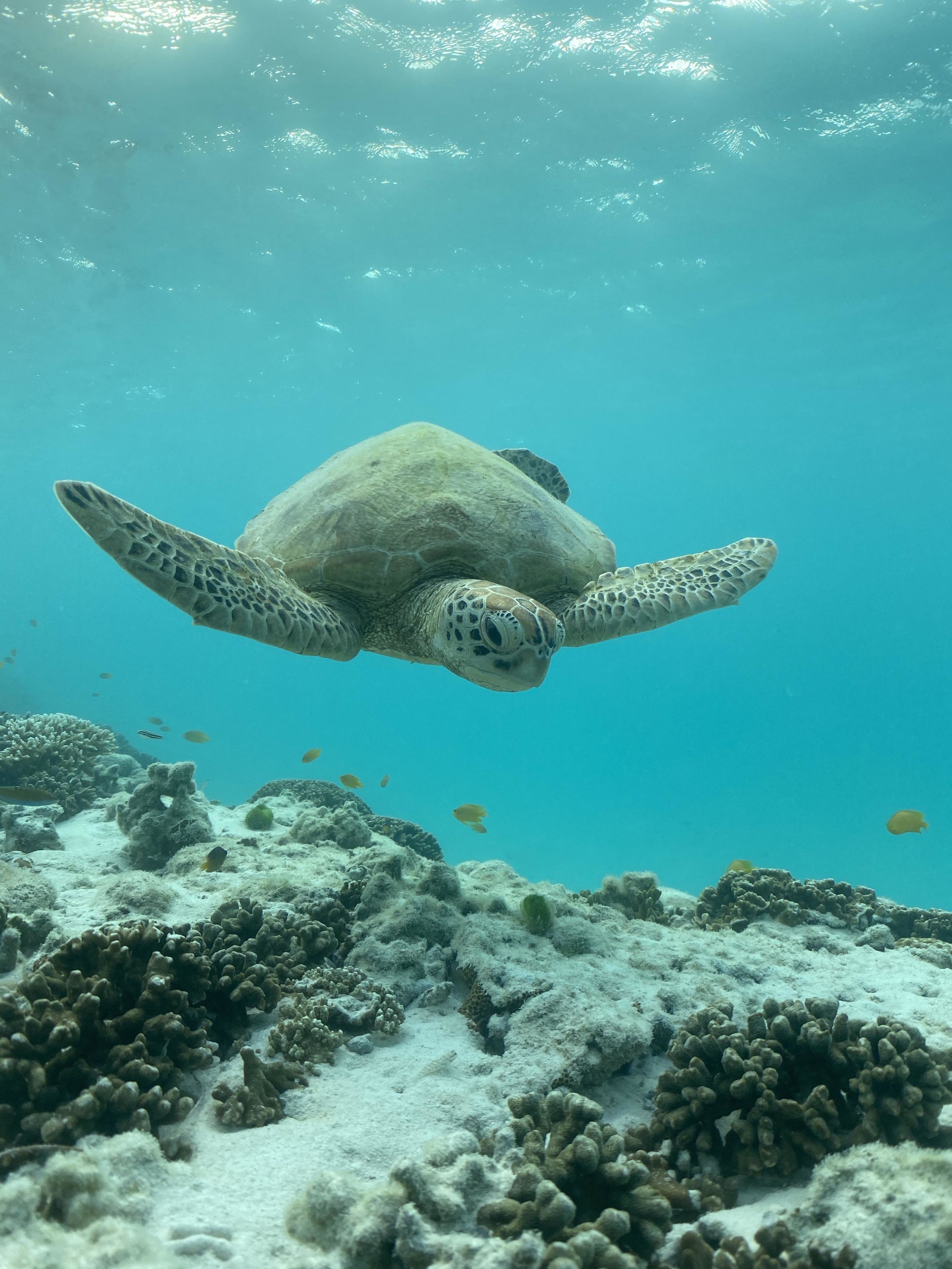 Turtle swimming underwater