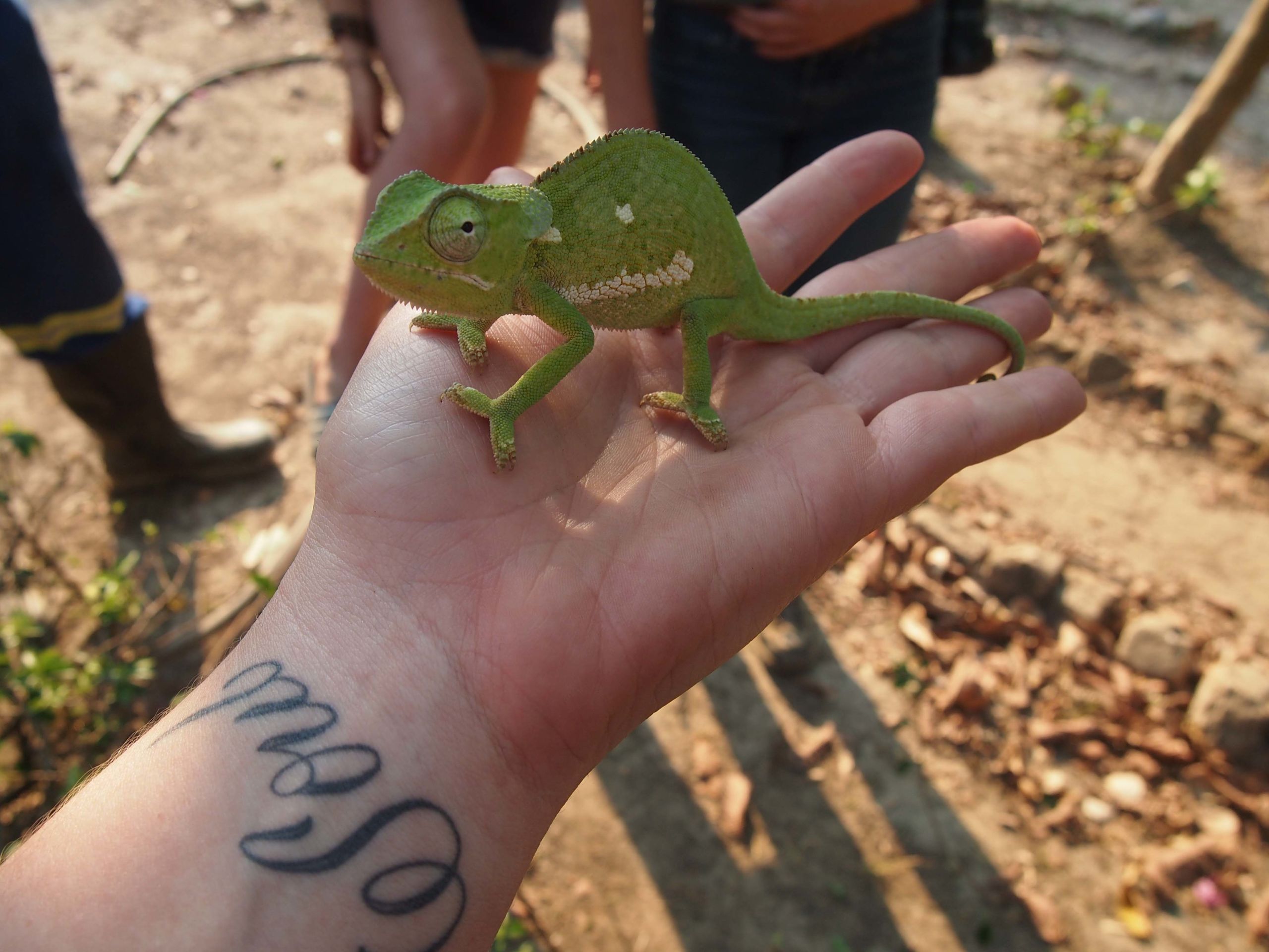 Kirsten Slemint holding a baby lizard