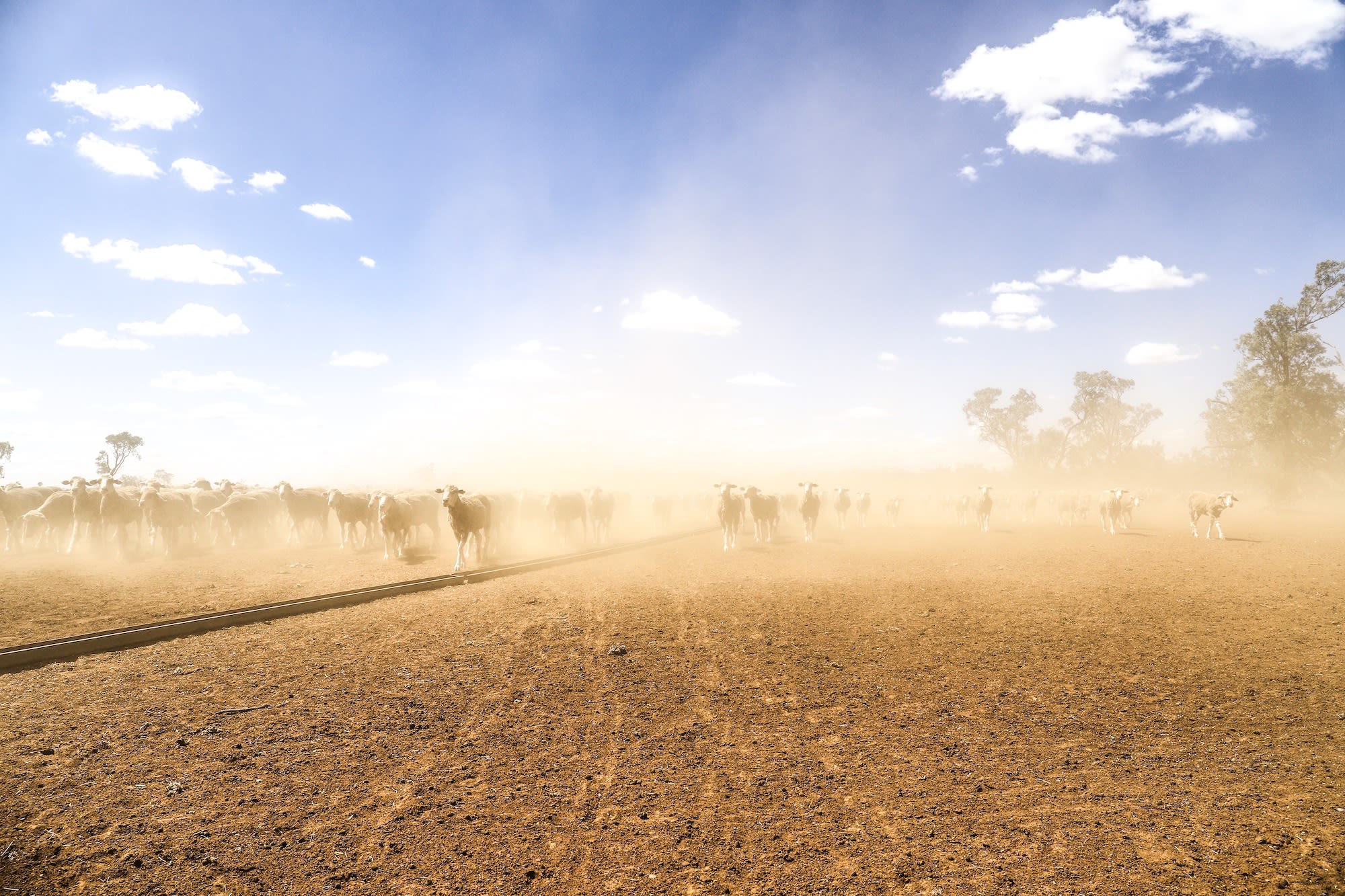 Sheep standing in a golden field in rural Australia.