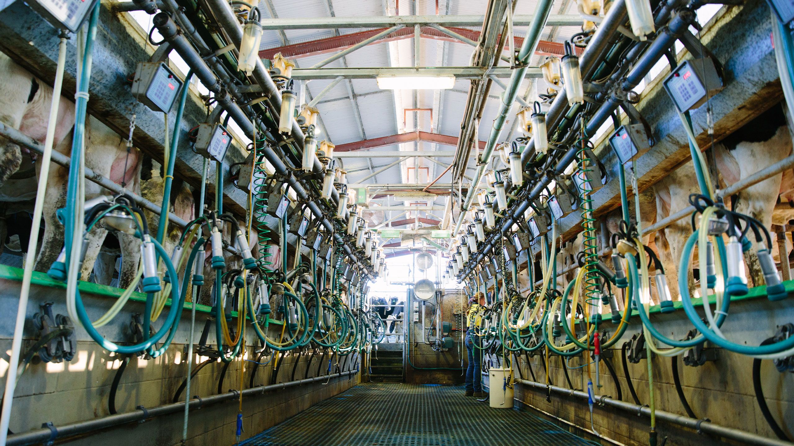 Dairy assistant and farm hand Heather Lee milks the cows at the UQ Gatton dairy.