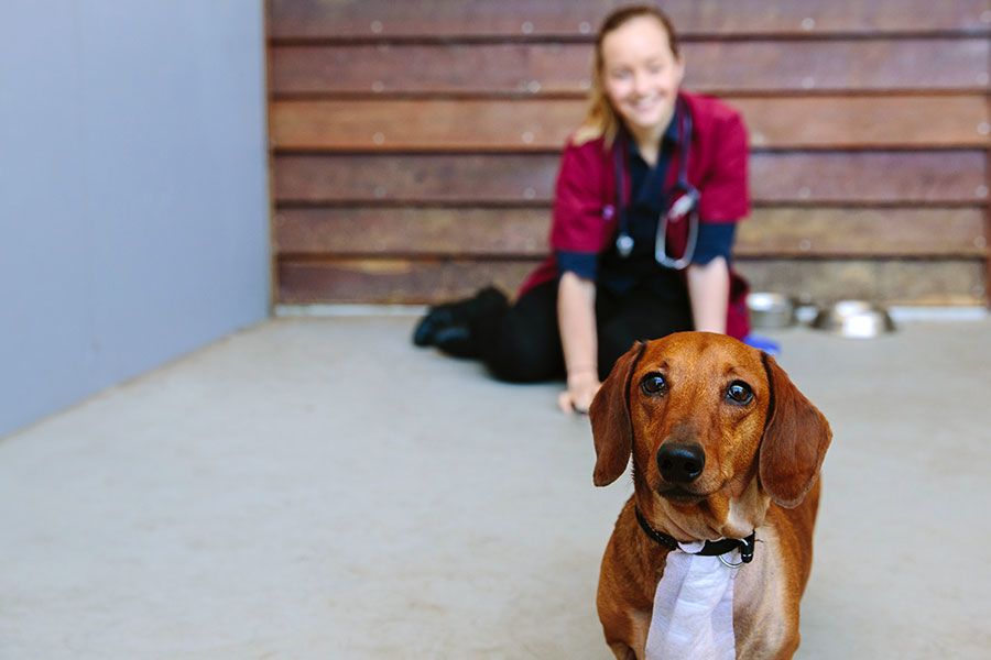 UQ VETS Small Animal Hospital intern veterinarian Dr Michaela Swan with a cute recovering patient in 2017.