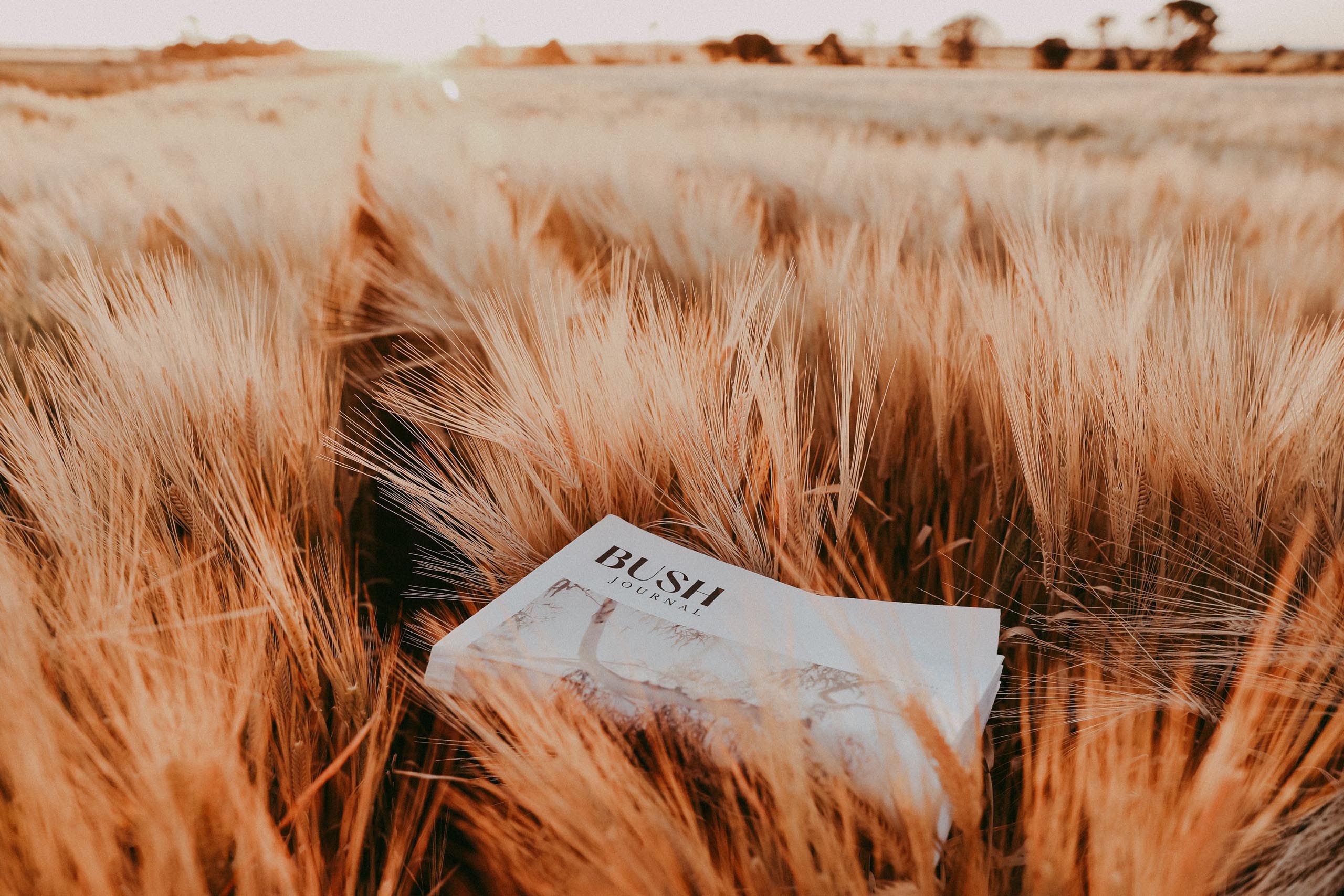 Several copies of Bush Journal are folded in half and flying on a field of long grass in golden sunlight. 