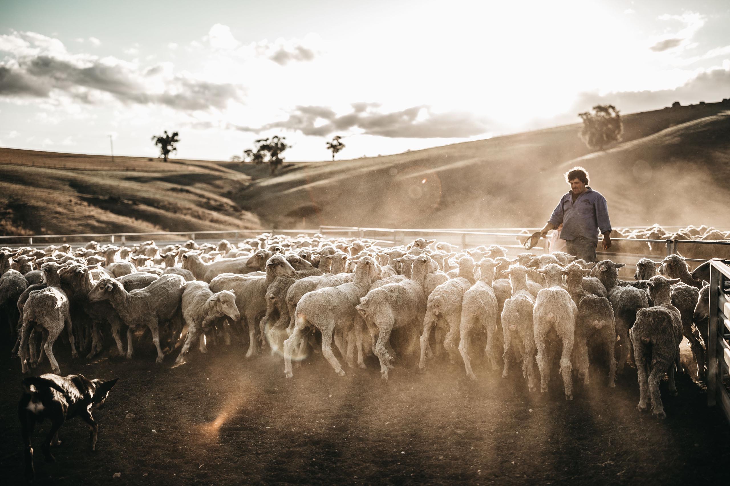 Landscape photo of a pen of white sheep with a farmer standing in the corner