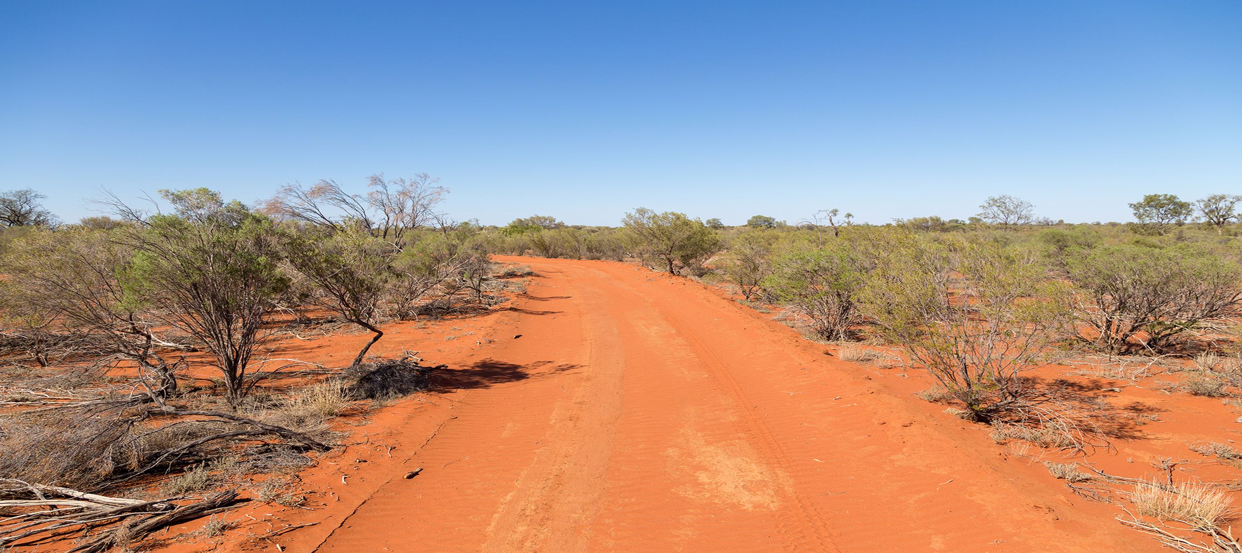 Habitat in fenced reserve.
