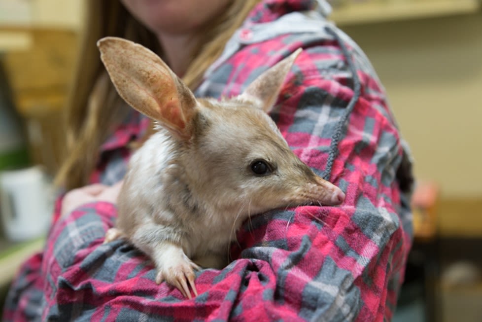 Female holding a bilby in her arms.