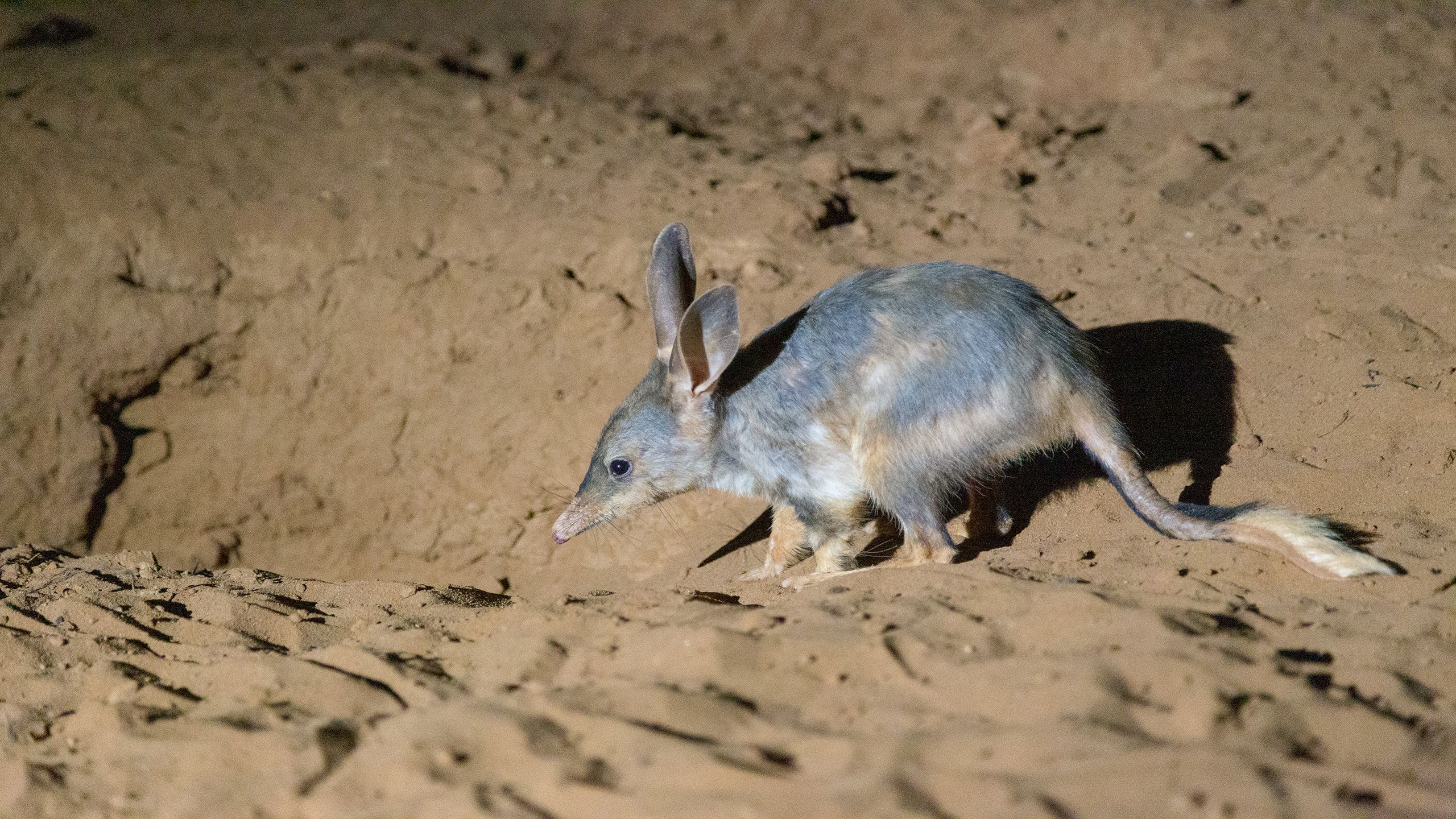 Bilby at a burrow entrance.