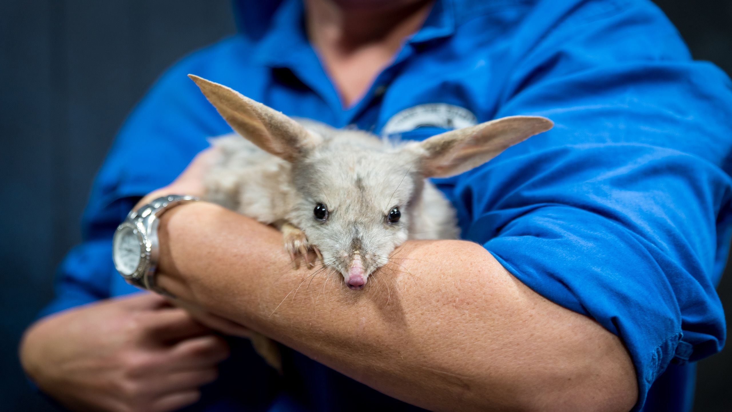 Person holding a bilby in their arms. 