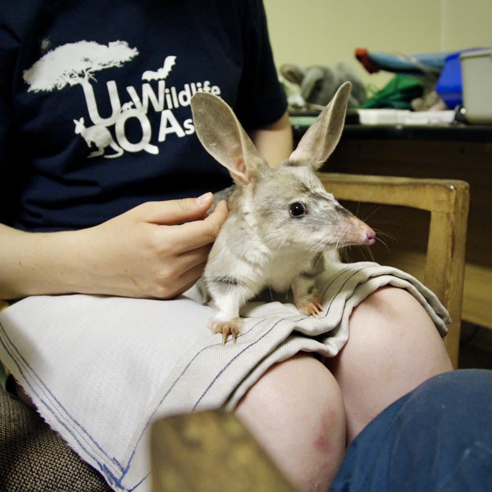 Bilby sitting in a person's lap.
