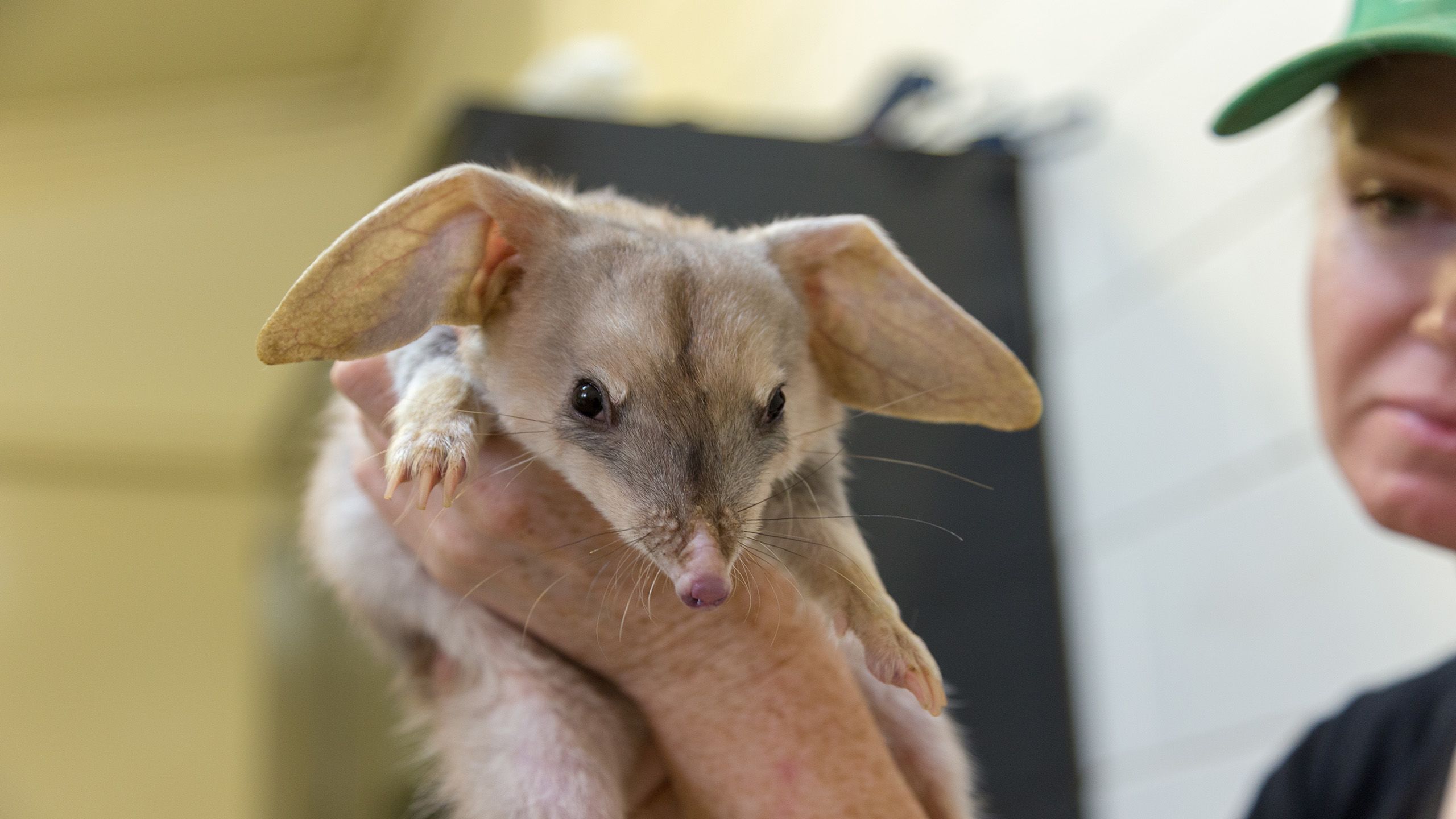 Woman holding bilby in hands.