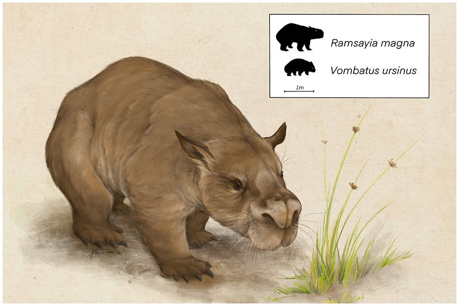 Reconstruction of Ramsayia magna.