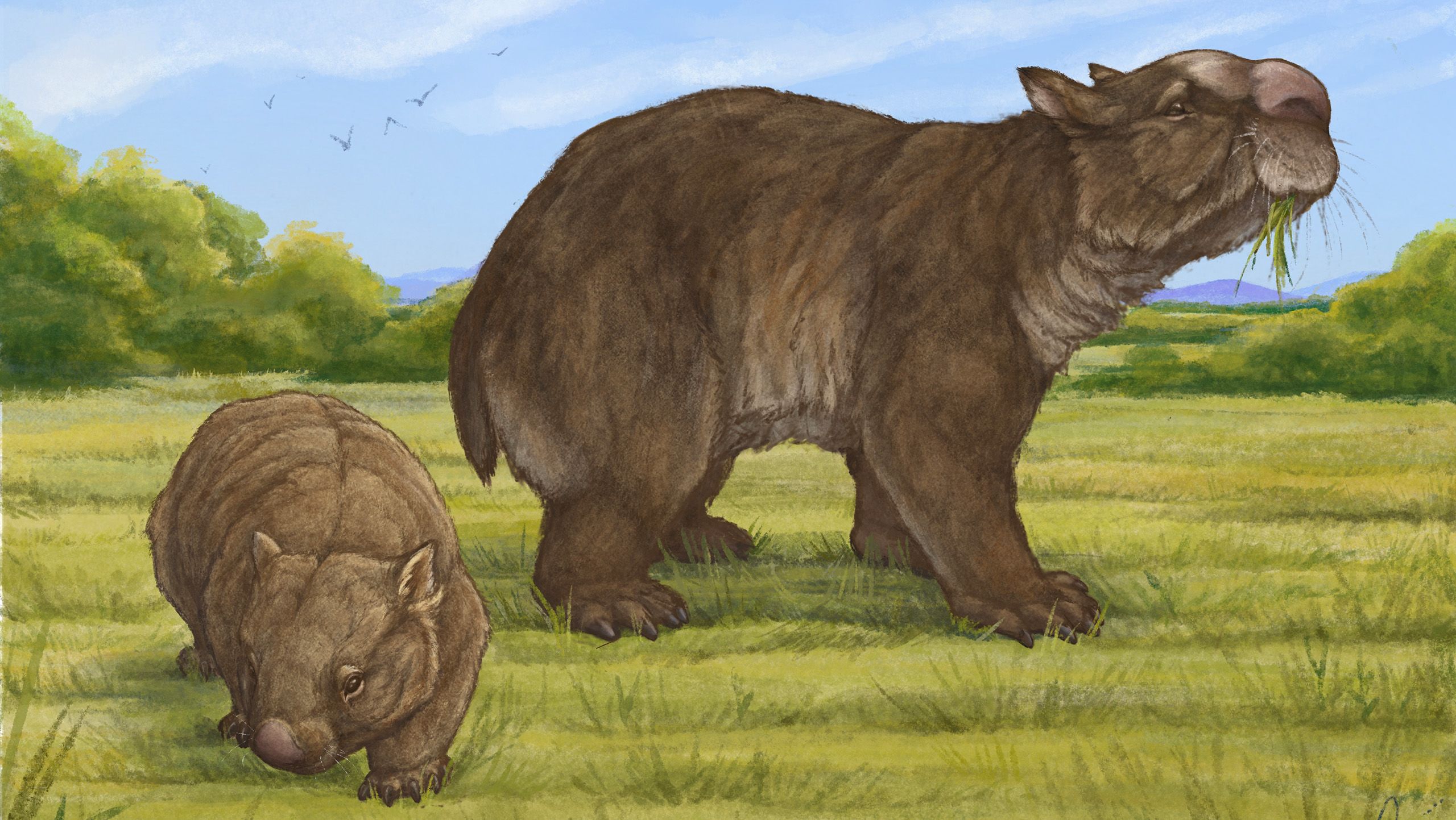 A drawn reconstruction of an extinct giant wombat next to a modern wombat, which is much smaller.