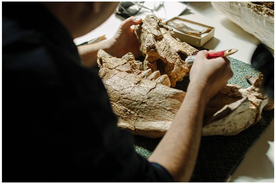 Dr Gilbert Price studies with the lower jaw of a diprotodon.