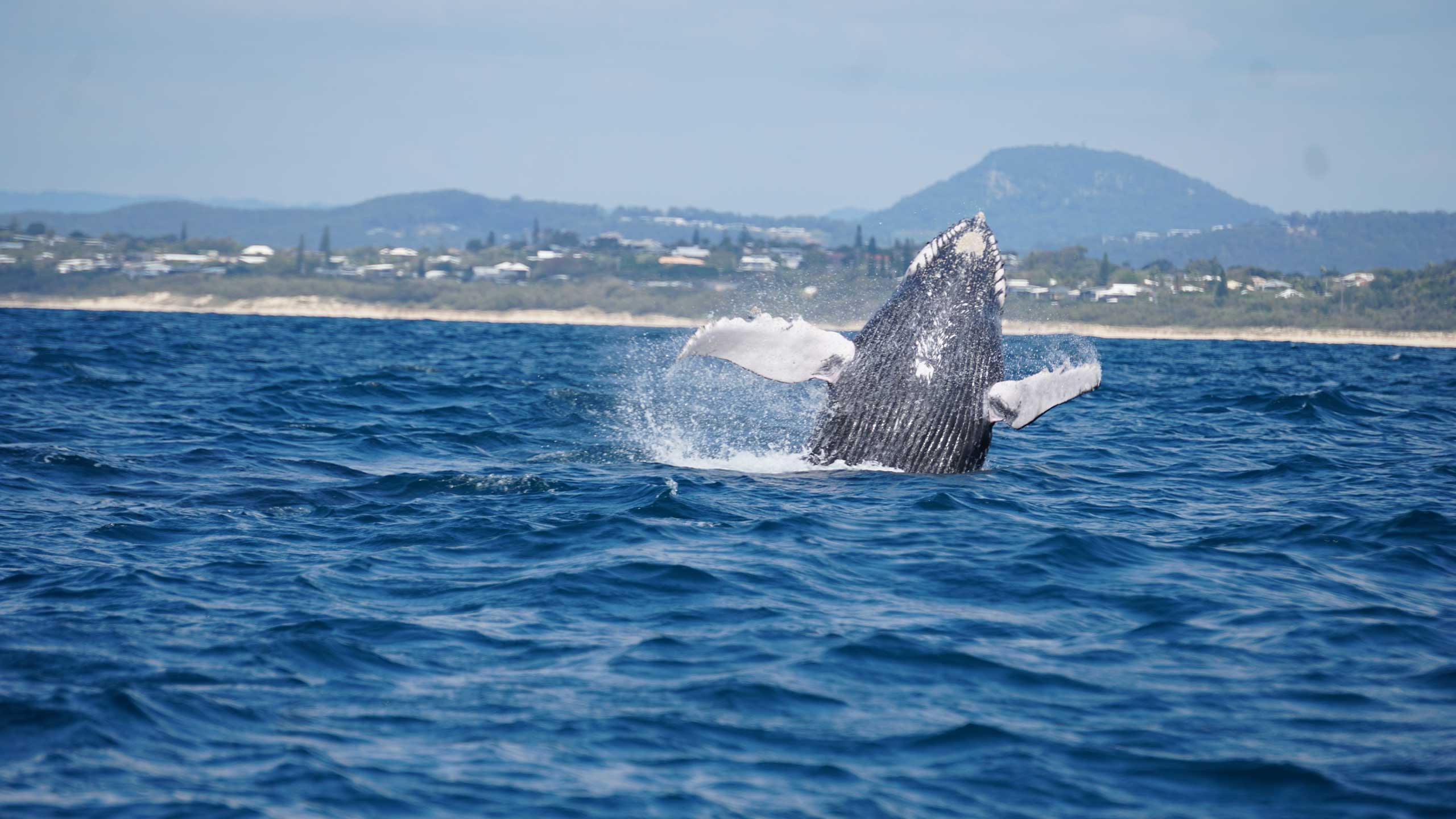 An image of humpback whale breaching.