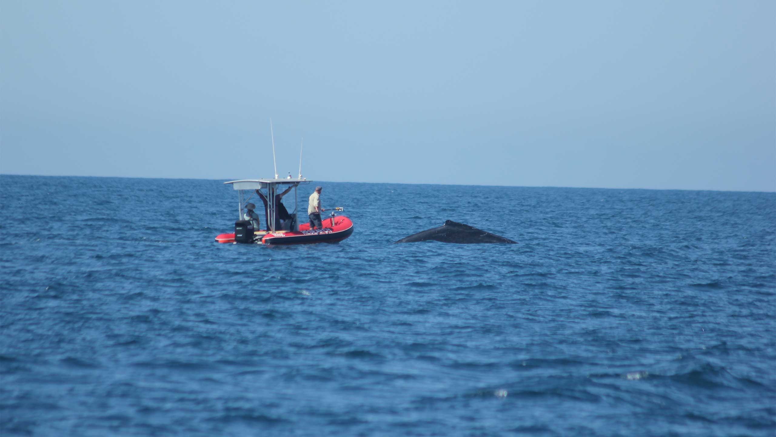 An image of researchers approaching a humpback whale in a small boat.