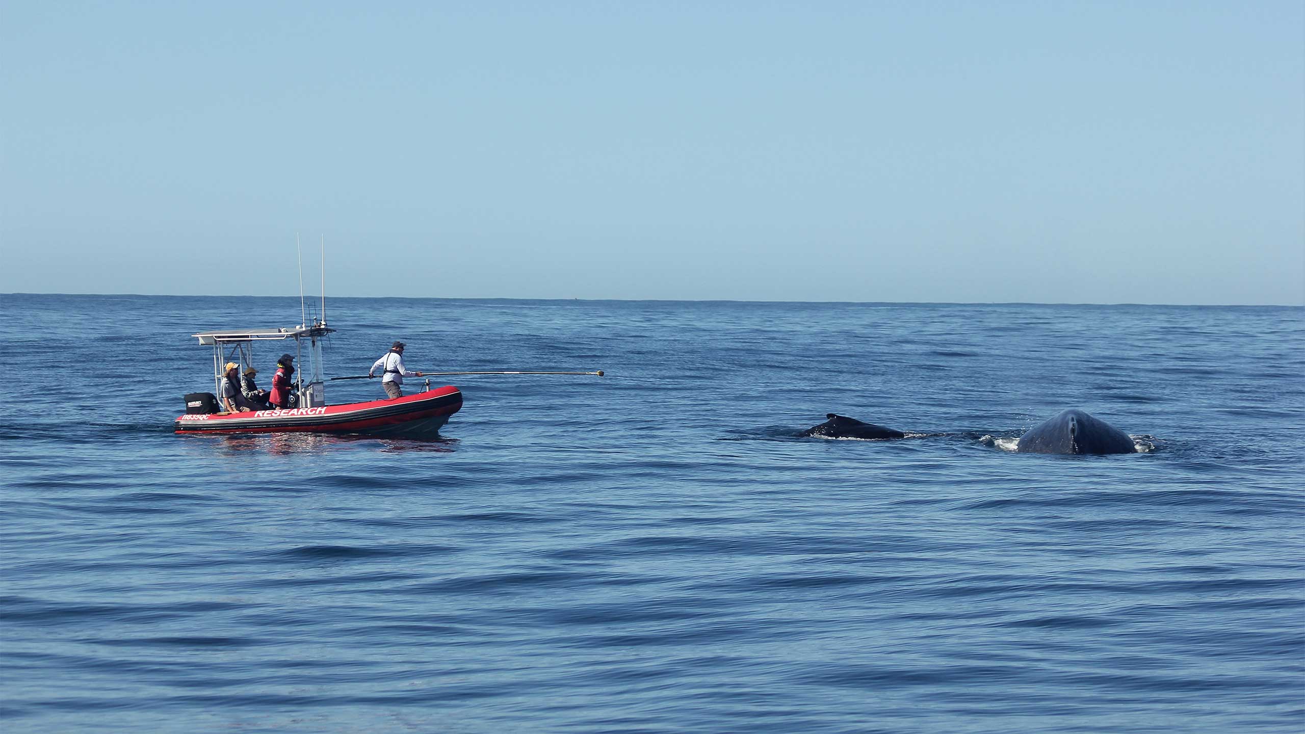 An image of researchers approaching a humpback whale in a small boat.