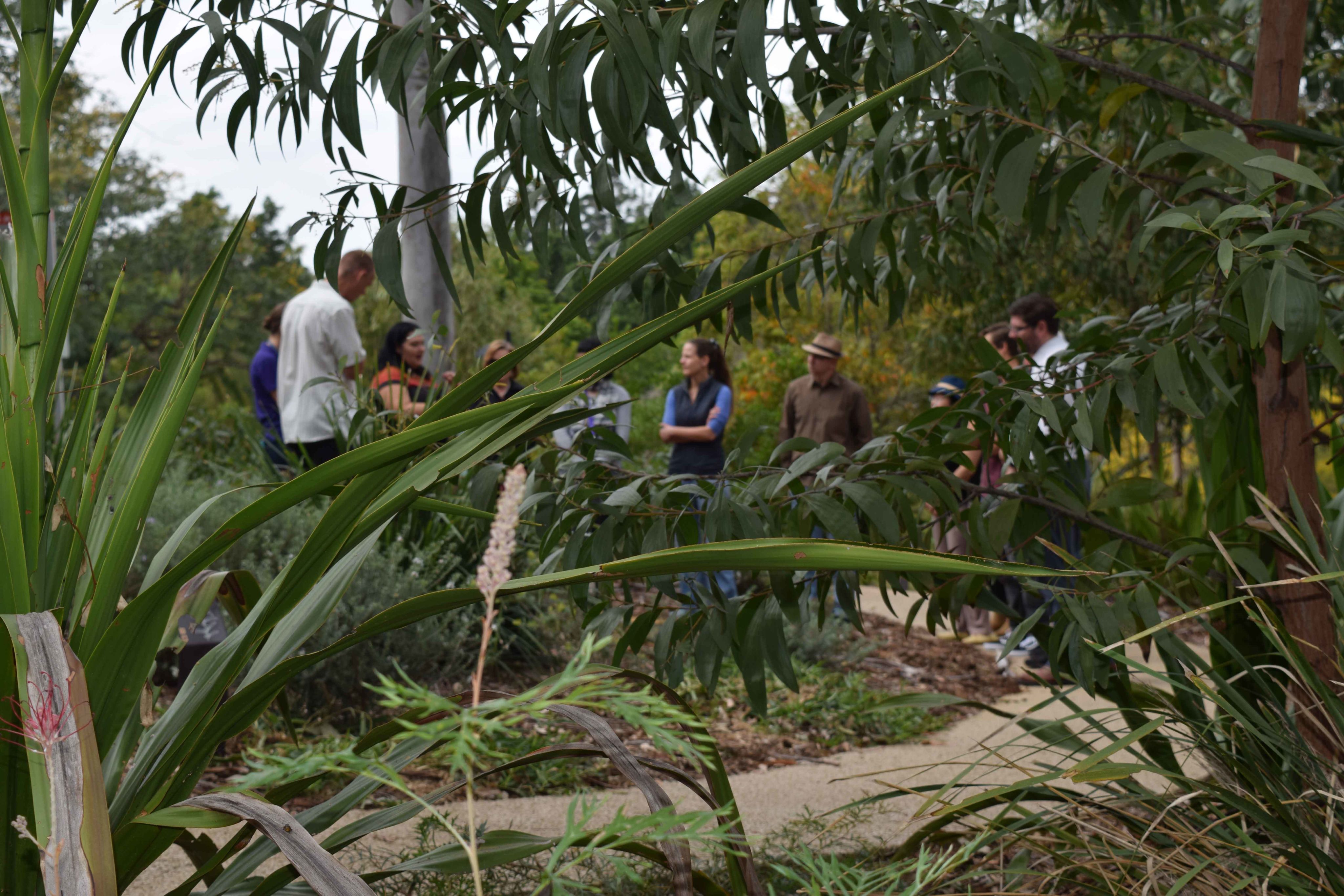 UQ's Bush Tucker Garden