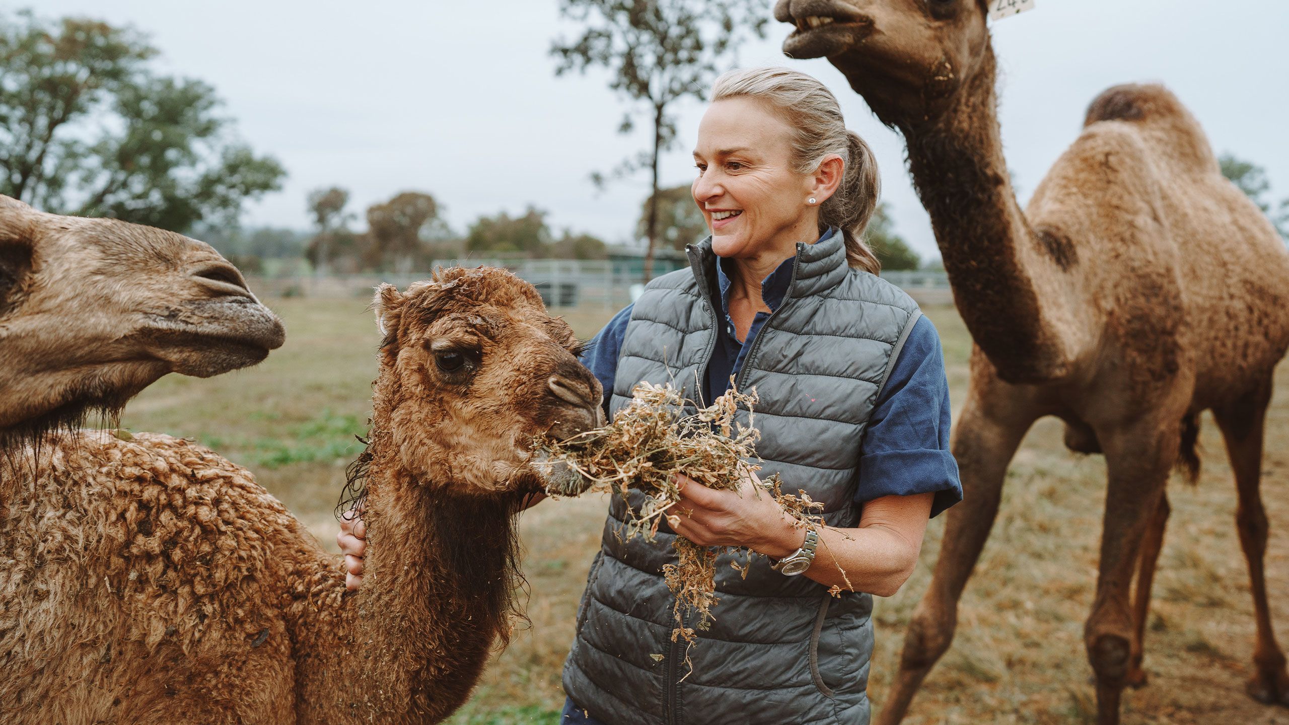A blonde woman wearing a grey puffer vest stands between several camels, smiling and feeding them hay.