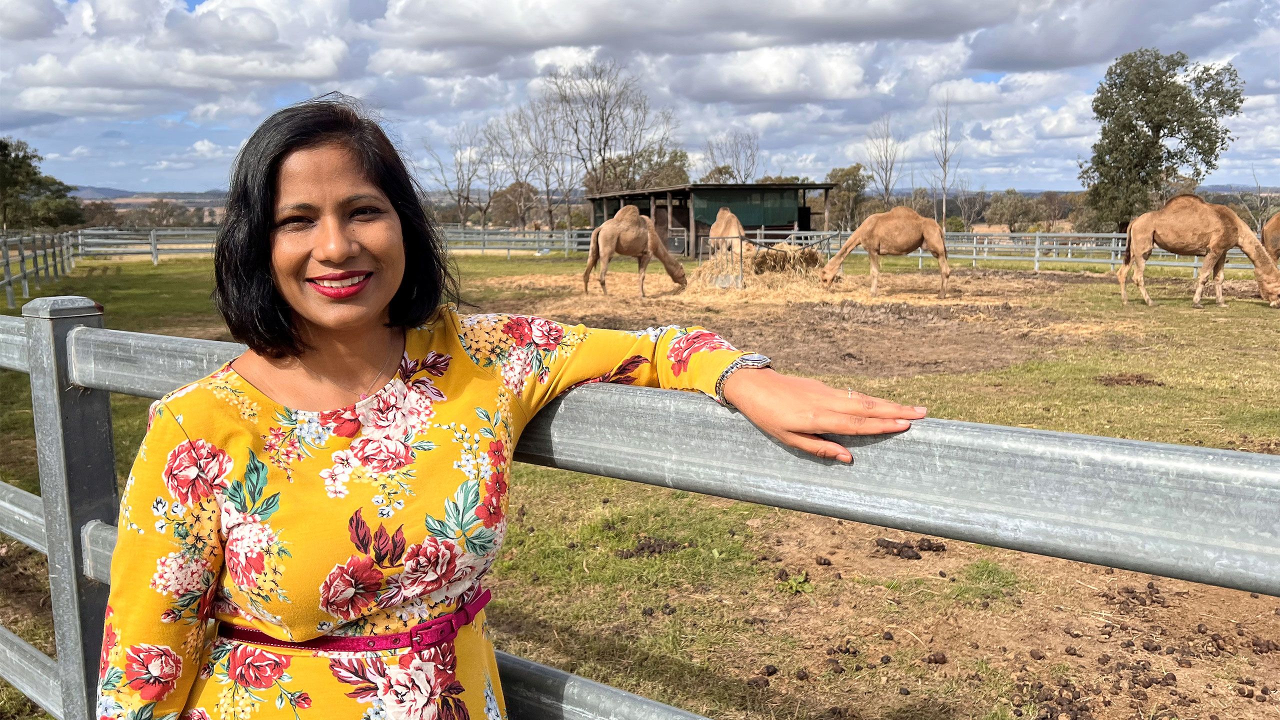 Woman with bright yellow dress stands with hand on a fence, with a yard with several camels eating hay behind her.