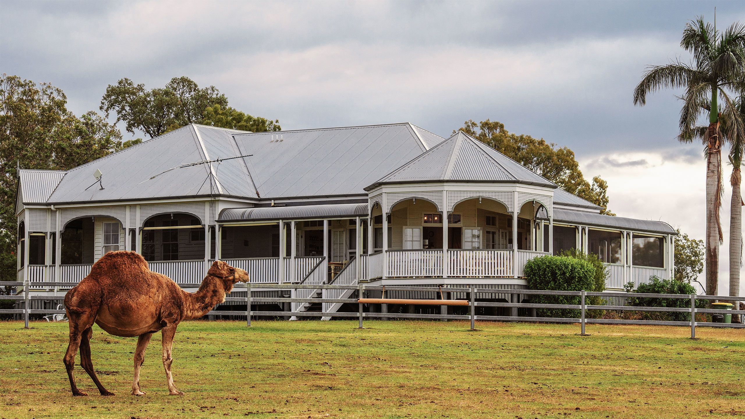 An image of a camels standing in a paddock in front of a beautiful Queenslander house.