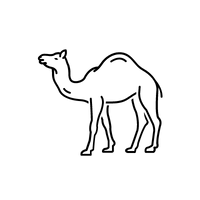 Camel line drawing