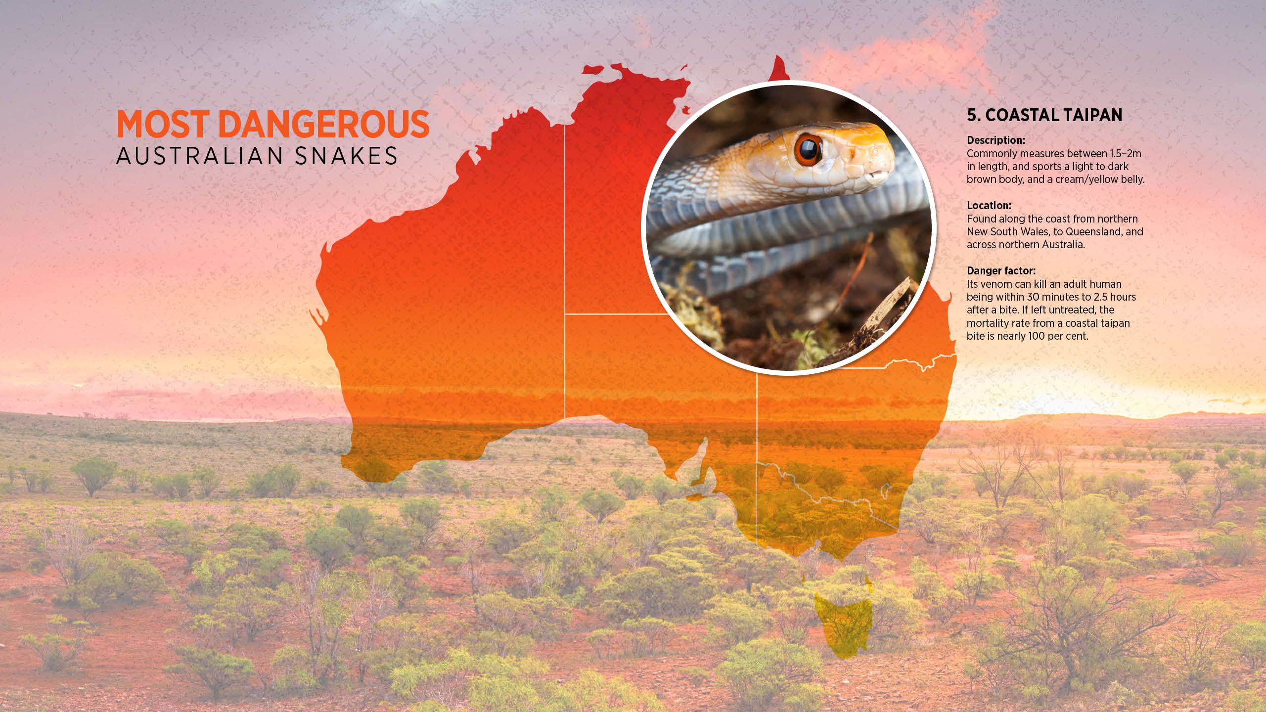 Australia's deadliest snakes infographic: 5. COASTAL TAIPAN Description: Commonly grows to 1.5–2m in length, and sports a  light- to dark-brown body, and a cream or yellow belly.  Location: Found along the coast from northern New South Wales,  to Queensland, and across northern Australia.  Toxicity: Its venom can kill an adult within 30 minutes to 2.5 hours after a bite. If left untreated, the mortality rate is nearly 100 per cent. 